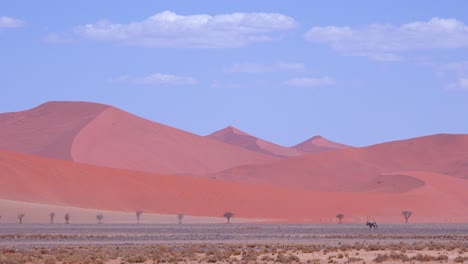 Bemerkenswerte-Und-Etwas-Unwirkliche-Aufnahme-Von-Oryx,-Die-Die-Namib-Wüste-In-Namibia-Mit-Massiven-Sanddünen-In-Der-Ferne-Durchqueren