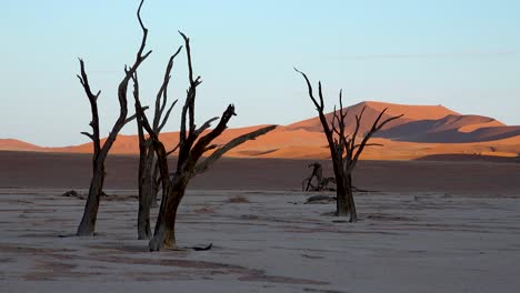 Tote-Bäume-Silhouette-Im-Morgengrauen-Bei-Deadvlei-Und-Sossusvlei-In-Namib-Naukluft-Nationalpark-Namib-Wüste-Namibia-5
