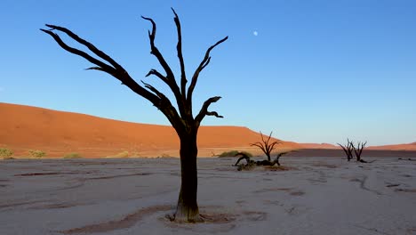 Árboles-Muertos-Siluetas-Al-Amanecer-Con-Luna-En-Deadvlei-Y-Sossusvlei-En-Namib-Parque-Nacional-Naukluft-Desierto-De-Namib-Namibia