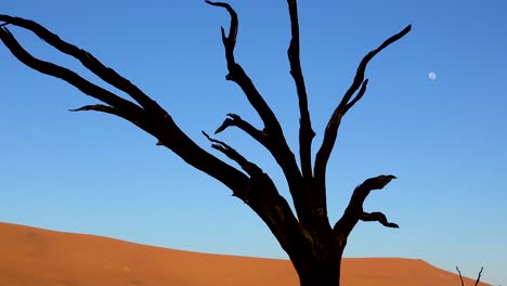Árboles-Muertos-Siluetas-Al-Amanecer-Con-Luna-En-Deadvlei-Y-Sossusvlei-En-Namib-Parque-Nacional-Naukluft-Desierto-De-Namib-Namibia-1