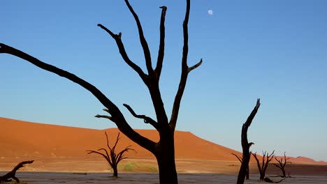 Árboles-Muertos-Siluetas-Al-Amanecer-Con-Luna-En-Deadvlei-Y-Sossusvlei-En-Namib-Parque-Nacional-Naukluft-Desierto-De-Namib-Namibia-2