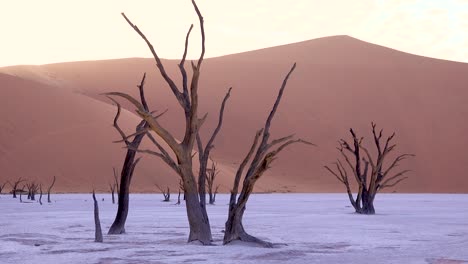 Erstaunliche-Tote-Bäume,-Die-Im-Morgengrauen-Bei-Deadvlei-und-Sossusvlei-In-Der-Namib-Naukluft-Nationalpark-Namib-Wüste-Namibias-Silhouette-Silhouettiert