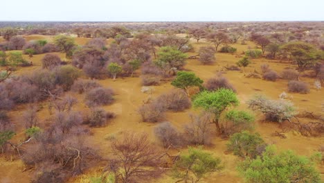 Antenne-über-Der-Savanne-Endet-Bei-Einem-Safari-Jeep-Auf-Den-Ebenen-Afrikas-Im-Erindi-Wildreservat-Namibia