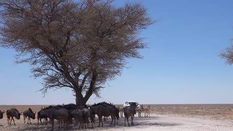 Gnus-Und-Springböcke-Suchen-Schutz-Vor-Der-Mittagssonne-Unter-Akazienbäumen,-Während-Sich-Ein-Safarifahrzeug-Dem-Etosha-Nationalpark-Namibias-Nähert-1