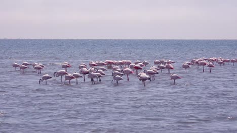 Flamingos-Waten-Im-Flachen-Wasser-In-Einer-Bucht-In-Der-Nähe-Von-Walvis-Bay-Namibia