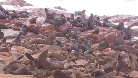 Miles-De-Focas-Y-Crías-Se-Reúnen-En-Una-Playa-Atlántica-En-Cape-Cross-Seal-Reserve-Namibia-1