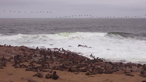 Tausende-Von-Robben-Und-Babywelpen-Versammeln-Sich-An-Einem-Atlantikstrand-Im-Cape-Cross-Seal-Reserve-Namibia-2