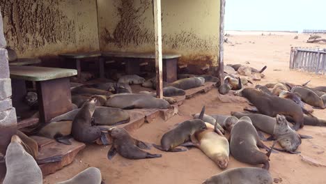 Miles-De-Focas-Y-Crías-Se-Reúnen-En-Una-Playa-Atlántica-En-Cape-Cross-Seal-Reserve,-Namibia-3