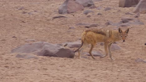 Ein-Schakal-Spaziert-über-Eine-Sandige-Weite-In-Namibia