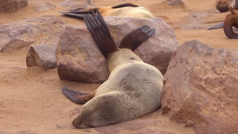 Eine-Robbe,-Die-Sich-Entspannt,-Indem-Sie-Ihre-Füße-Auf-Felsen-An-Einem-Atlantikstrand-Am-Cape-Cross-Robbenkolonie-Namibias-Hochlegt-Seal
