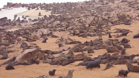 Thousands-of-seals-and-baby-pups-gather-on-an-Atlantic-beach-at-Cape-Cross-Seal-Reserve-Namibia-9