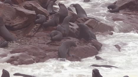 Robben-Kämpfen-Und-Spielen-An-Einem-Atlantikstrand-Im-Cape-Cross-Seal-Reserve-Namibia