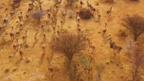 Remarkable-vista-aérea-shot-of-eland-antelope-migrating-across-the-bush-and-savannah-of-Africa-near-Erindi-Namibia-2