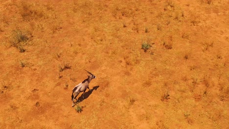 Antenne-über-Einer-Einsamen-Solo-Oryx-Antilope,-Die-Auf-Den-Ebenen-Afrikas-In-Der-Nähe-Von-Erindi-Namibia-Läuft