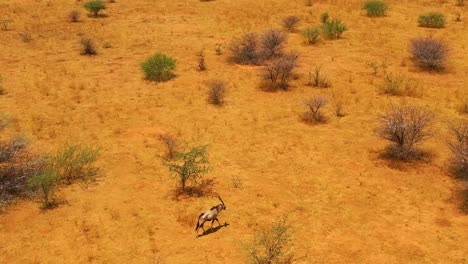Antenne-über-Einer-Einsamen-Solo-Oryx-Antilope,-Die-Auf-Den-Ebenen-Afrikas-In-Der-Nähe-Von-Erindi-Namibia-Läuft-1