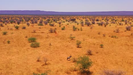 Antenne-über-Einer-Einsamen-Solo-Oryx-Antilope,-Die-Auf-Den-Ebenen-Afrikas-In-Der-Nähe-Von-Erindi-Namibia-Läuft-2