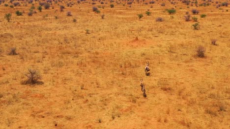 Antena-Sobre-Madre-Oryx-Y-Antílopes-Bebé-Corriendo-En-Las-Llanuras-De-África-Cerca-De-Erindi-Namibia