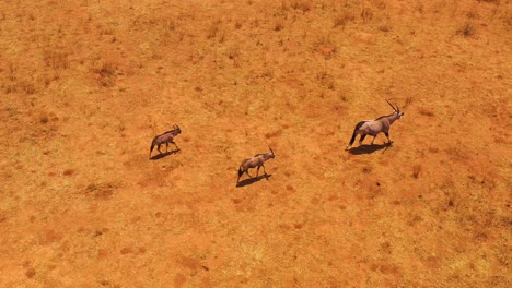 Aerial-over-mother-oryx-and-baby-antelopes-walking-on-the-plains-of-Africa-near-Erindi-Namibia