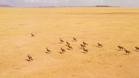 Asombrosa-Antena-Sobre-Enormes-Manadas-De-Antílopes-Oryx-Fauna-Corriendo-Rápido-A-Través-De-La-Sabana-Vacía-Y-Las-Llanuras-De-África,-Cerca-Del-Desierto-De-Namib,-Namibia-1