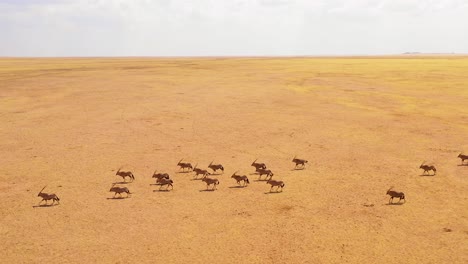 Erstaunliche-Luftaufnahmen-über-Riesige-Herden-Von-Oryx-Antilopen,-Die-Schnell-über-Die-Leere-Savanne-Und-Die-Ebenen-Afrikas-In-Der-Nähe-Der-Namib-Wüste-Namibias-Laufen-2