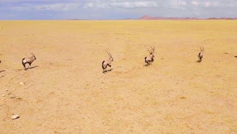 Erstaunliche-Luftaufnahmen-über-Riesige-Herden-Von-Oryx-Antilopen,-Die-Schnell-über-Die-Leere-Savanne-Und-Die-Ebenen-Afrikas-In-Der-Nähe-Der-Namib-Wüste-Namibias-Laufen-3