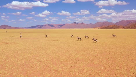 Astonishing-aerial-over-herd-of-oryx-antelope-wildlife-running-fast-across-empty-savannah-and-plains-of-Africa-near-the-Namib-Desert-Namibia