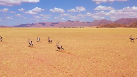 Erstaunliche-Antenne-über-Herde-Von-Oryx-Antilopen-Wildtieren,-Die-Schnell-über-Die-Leere-Savanne-Und-Die-Ebenen-Afrikas-In-Der-Nähe-Der-Namib-Wüste-Namibias-Laufen-1