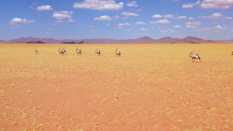 Erstaunliche-Antenne-über-Herde-Von-Oryx-Antilopen-Wildtieren,-Die-Schnell-über-Die-Leere-Savanne-Und-Die-Ebenen-Afrikas-In-Der-Nähe-Der-Namib-Wüste-Namibias-Laufen-2