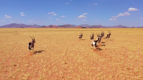 Erstaunliche-Antenne-über-Herde-Von-Oryx-Antilopen-Wildtieren,-Die-Schnell-über-Die-Leere-Savanne-Und-Die-Ebenen-Afrikas-In-Der-Nähe-Der-Namib-Wüste-Namibias-Laufen-3