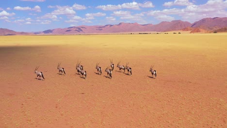 Aerial-over-herd-of-oryx-antelope-wildlife-walking-across-empty-savannah-and-plains-of-Africa-near-the-Namib-Desert-Namibia