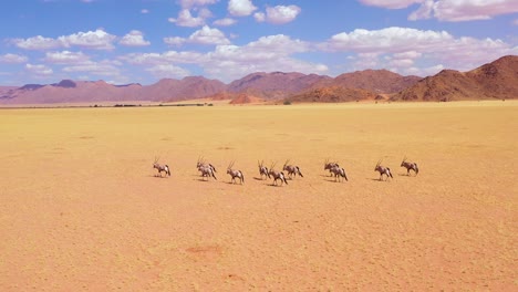 Aerial-over-herd-of-oryx-antelope-wildlife-walking-across-empty-savannah-and-plains-of-Africa-near-the-Namib-Desert-Namibia-1