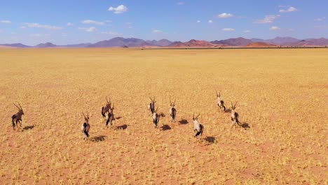 Erstaunliche-Antenne-über-Herde-Von-Oryx-Antilopen-Wildtieren,-Die-Schnell-über-Die-Leere-Savanne-Und-Die-Ebenen-Afrikas-In-Der-Nähe-Der-Namib-Wüste-Namibias-Laufen-5