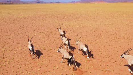 Erstaunliche-Antenne-über-Herde-Von-Oryx-Antilopen-Wildtieren,-Die-Schnell-über-Die-Leere-Savanne-Und-Die-Ebenen-Afrikas-In-Der-Nähe-Der-Namib-Wüste-Namibias-Laufen-7
