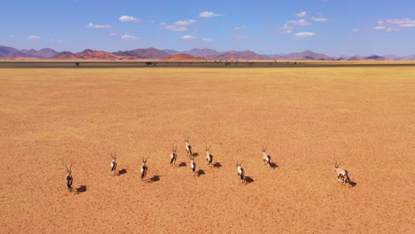 Erstaunliche-Antenne-über-Herde-Von-Oryx-Antilopen-Wildtieren,-Die-Schnell-über-Die-Leere-Savanne-Und-Die-Ebenen-Afrikas-In-Der-Nähe-Der-Namib-Wüste-Namibias-Laufen-8