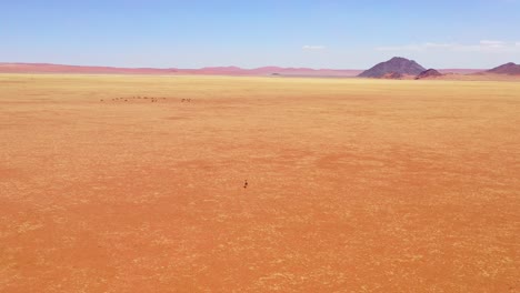 Aerial-over-a-lone-antelope-running-toward-a-herd-of-oryx-across-empty-savannah-and-plains-of-Africa-near-the-Namib-Desert-Namibia
