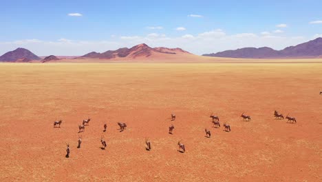Aerial-over-herd-of-oryx-antelope-wildlife-walking-across-dry-empty-savannah-and-plains-of-Africa-near-the-Namib-Desert-Namibia