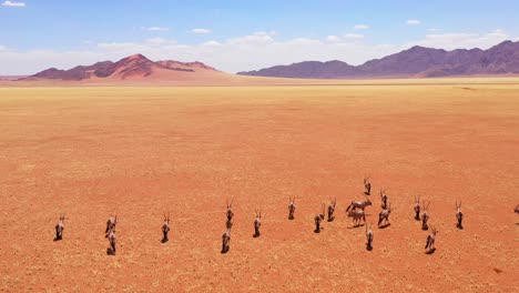 Antenne-über-Herde-Von-Oryx-Antilopen-Wildtieren,-Die-über-Trockene,-Leere-Savanne-Und-Ebenen-Afrikas-In-Der-Nähe-Der-Namib-Wüste-Namibias-Laufen-1