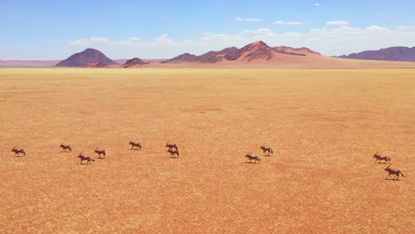 Erstaunliche-Luftaufnahmen-über-Riesige-Herden-Von-Oryx-Antilopen,-Die-Schnell-über-Die-Leere-Savanne-Und-Die-Ebenen-Afrikas-In-Der-Nähe-Der-Namib-Wüste-Namibias-Laufen-4