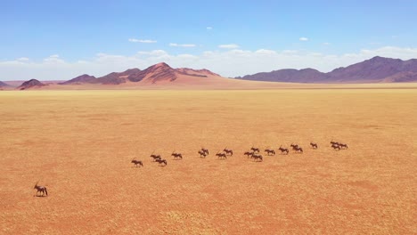 Antenne-über-Herde-Von-Oryx-Antilopen-Wildtieren,-Die-über-Leere-Savanne-Und-Ebenen-Afrikas-In-Der-Nähe-Der-Namib-Wüste-Namibias-Laufen-2