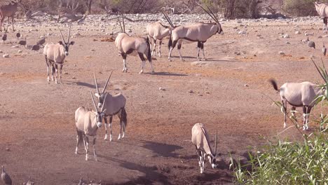 Oryx-antelopes-arrive-at-a-watering-hole-in-Etosha-National-park-Namibia