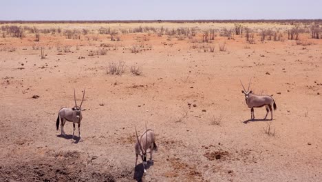 Oryx-Antilopen-Erreichen-Eine-Wasserstelle-Im-Etosha-Nationalpark,-Namibia-1