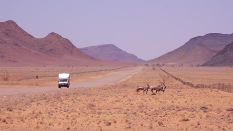 Oryx-antelopes-run-across-a-road-in-the-Namib-Desert-Namibia