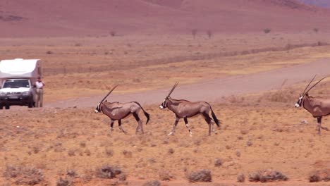 Los-Antílopes-Oryx-Cruzan-Una-Carretera-En-El-Desierto-De-Namib,-Namibia-1