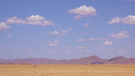 A-lonely-solo-oryx-antelope-walks-across-the-Namib-Desert-in-Namibia