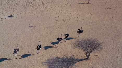 Antena-Sobre-Avestruces-Corriendo-En-Grupo-En-Namibia