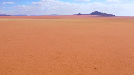 Antena-Como-Un-Avestruz-Muy-Solitario-Camina-Sobre-Las-Llanuras-De-África-En-El-Desierto-De-Namib,-Namibia