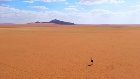 Aerial-as-a-very-lonely-ostrich-walks-on-the-plains-of-Africa-in-the-Namib-desert-Namibia-1