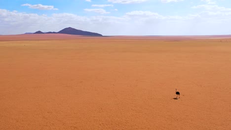 Antenne-Als-Sehr-Einsamer-Strauß-Wandert-Auf-Den-Ebenen-Afrikas-In-Der-Namib-Wüste-Namibia-2