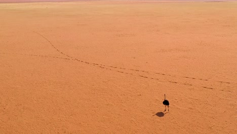 Aerial-as-a-very-lonely-ostrich-walks-on-the-plains-of-Africa-in-the-Namib-desert-Namibia-4