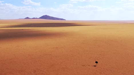 Antenne-Als-Sehr-Einsamer-Strauß-Spaziergänge-Auf-Den-Ebenen-Afrikas-In-Der-Namib-Wüste-Namibia-5